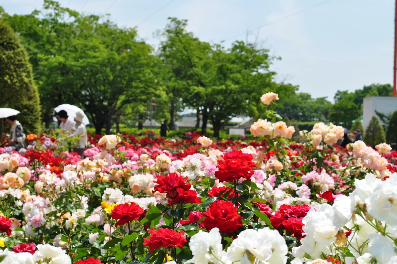 🌹 RSK 장미원 (RSK바라엔) 이미지 9